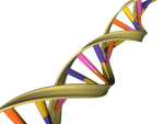 DNA Double Helix