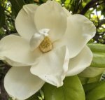 Magnolia Blossom