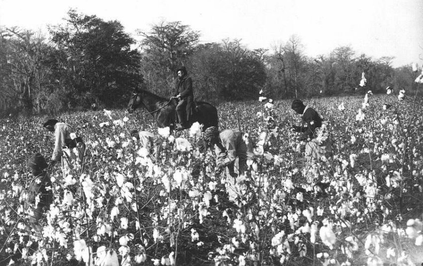 Slaves picking cotton