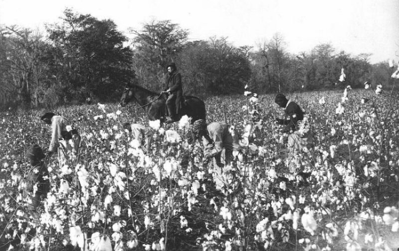 Slaves picking cotton