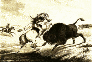 Indians hunting bison