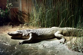 Alligator display