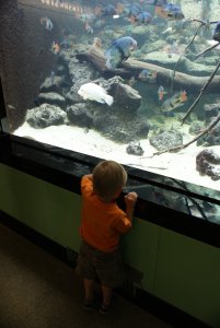 Little boy watching fish