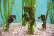 Sea Horses