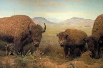 Bison display