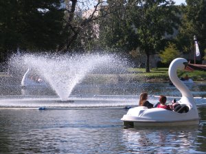 Swan Boats