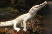 White Alligator