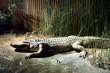 Alligator display
