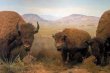 Bison display
