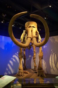 Mammoth display