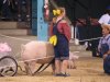 Pig Races