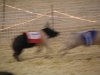 Pig Races