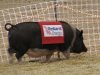 Pig Races