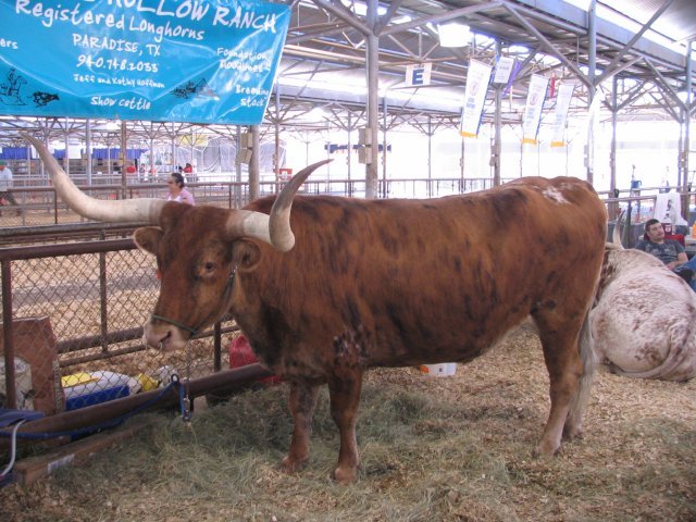 Longhorn Steer