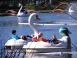 Swan Boats