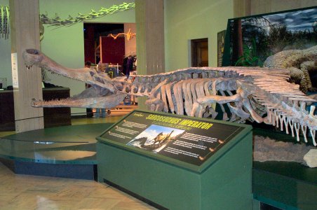 Prehistoric Crocodile