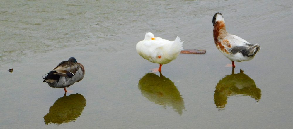 Three one-legged ducks, June 5, 2025