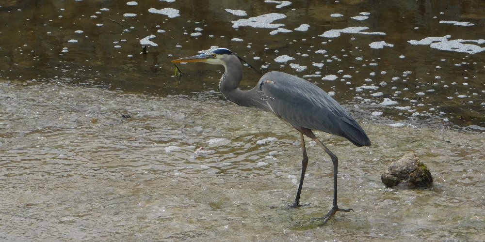 Blue Heron, seen April 2, 2026