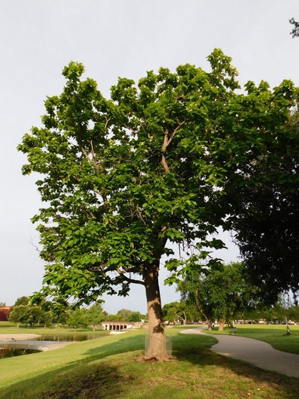 The Bean Tree in Huffhines Park