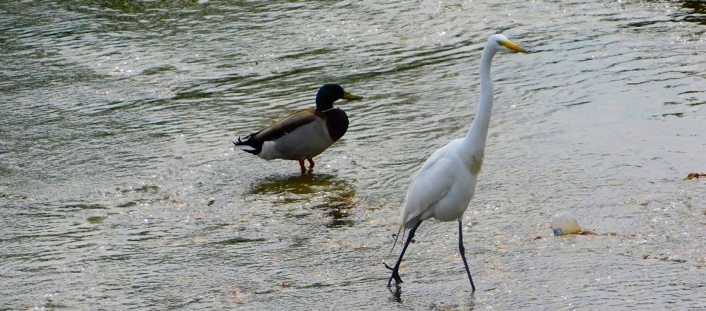 Duck and Egret, April 2, 2026