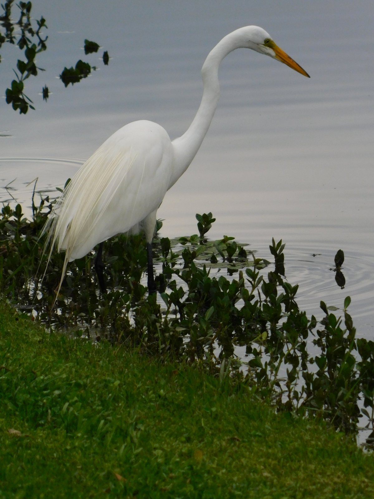 Great Egret