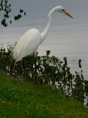 Great Egret