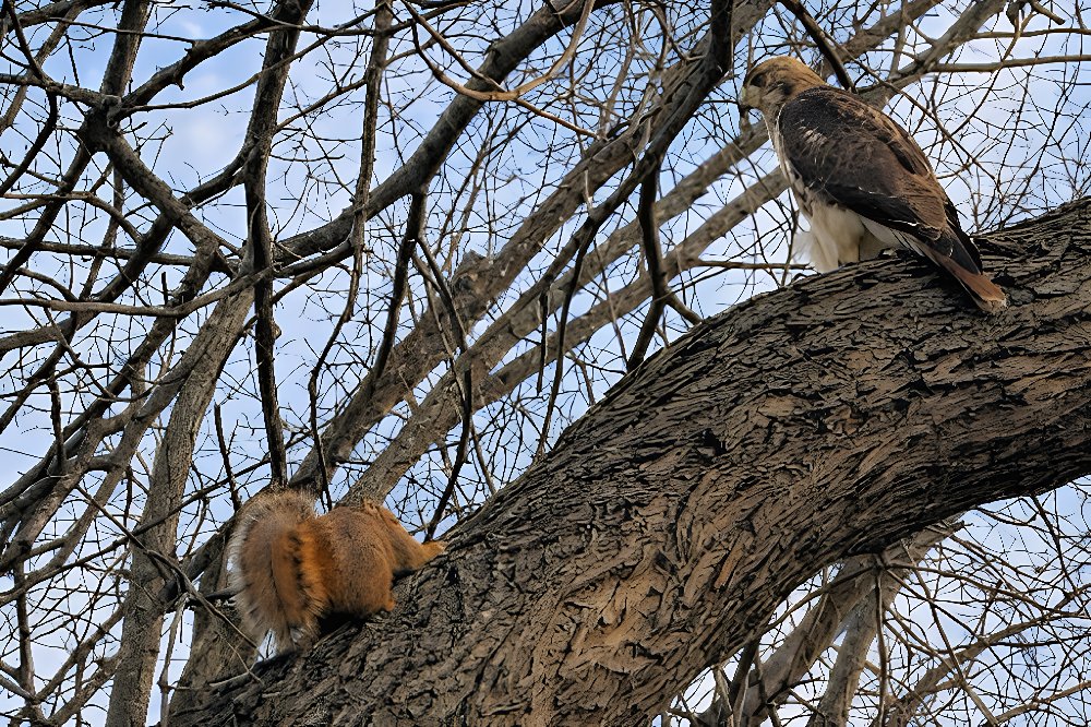 Hawk and Squirrel face-off, January 7, 2026