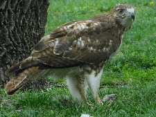 Red-tailed Hawk in Huffhines Park