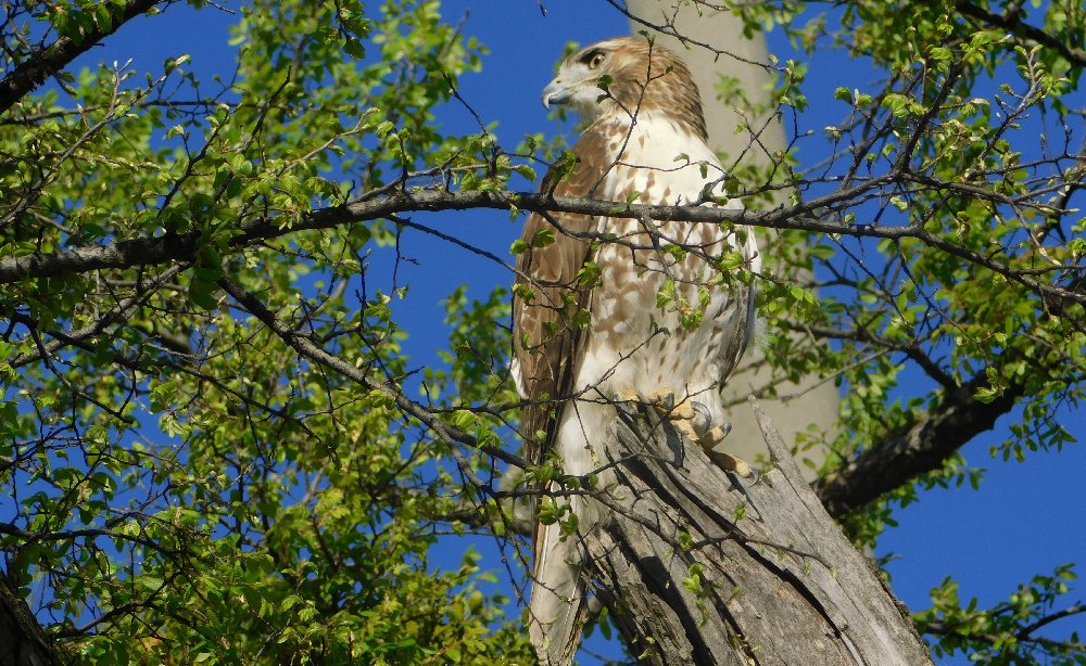 Red-Tailed Hawk in Tree, seen March 21, 2026