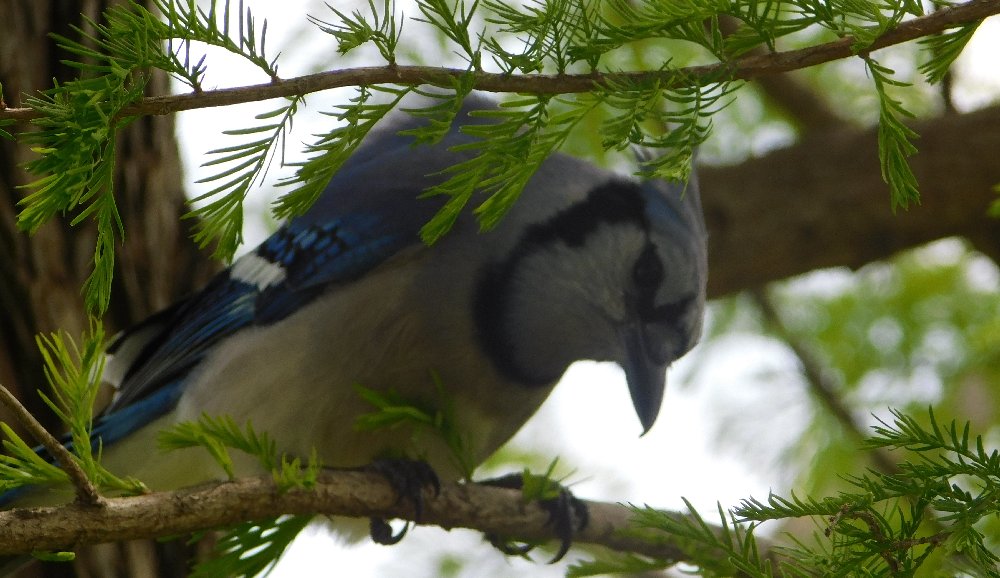 Jay Bird up in tree, seen March 31, 2026