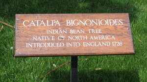 London bean tree plaque