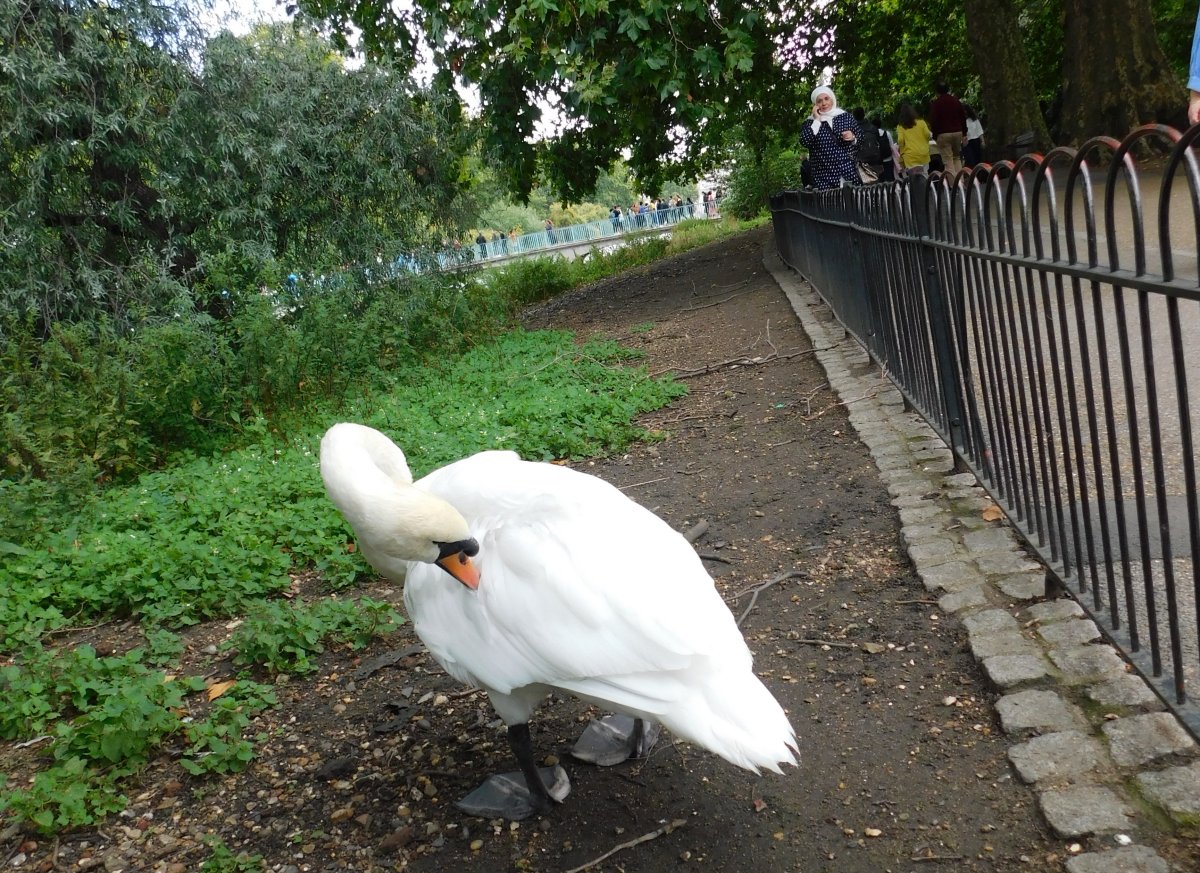 London bird barrier