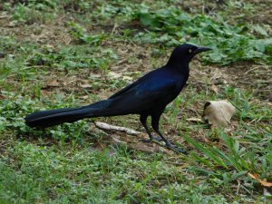 Male Common Grackle