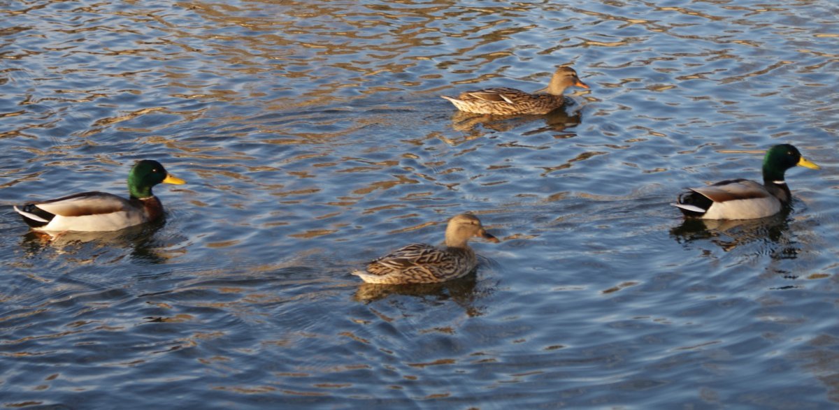 Mallard Ducks