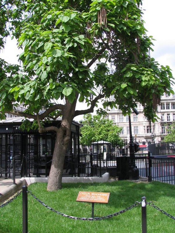 The Bean Tree in London