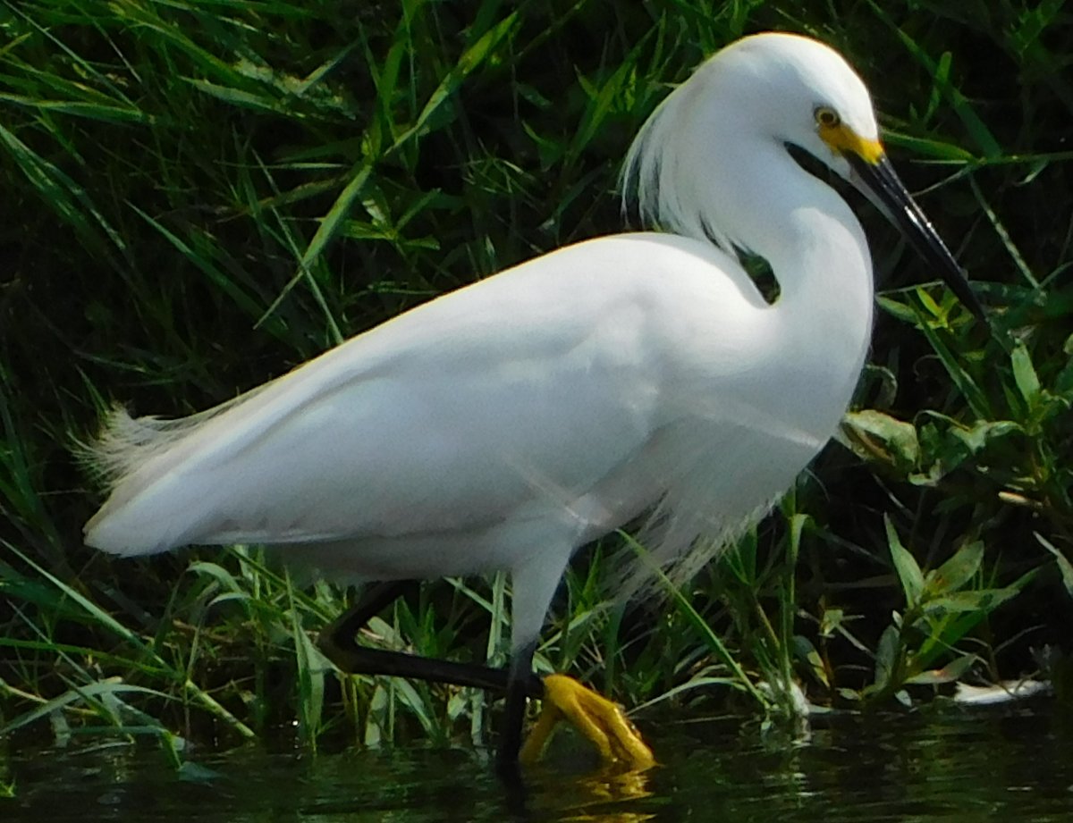 Snowy Egret