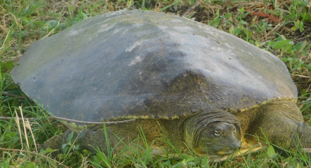 Soft Shell Turtle, July 8, 2025