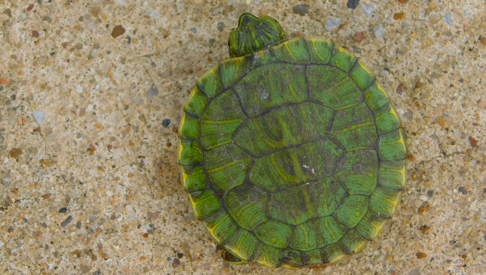 Tiny Turtle found on Glenville Trail, April 2, 2026
