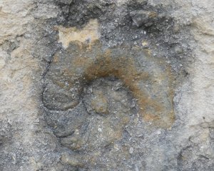 Ammonite Fossil
