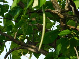 Bean pods on Catalpa Tree
