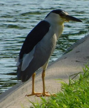 Black-Crowned Night Heron