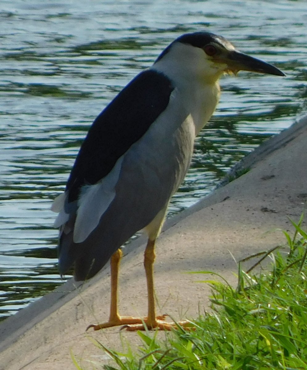 Black Crowned Night Heron