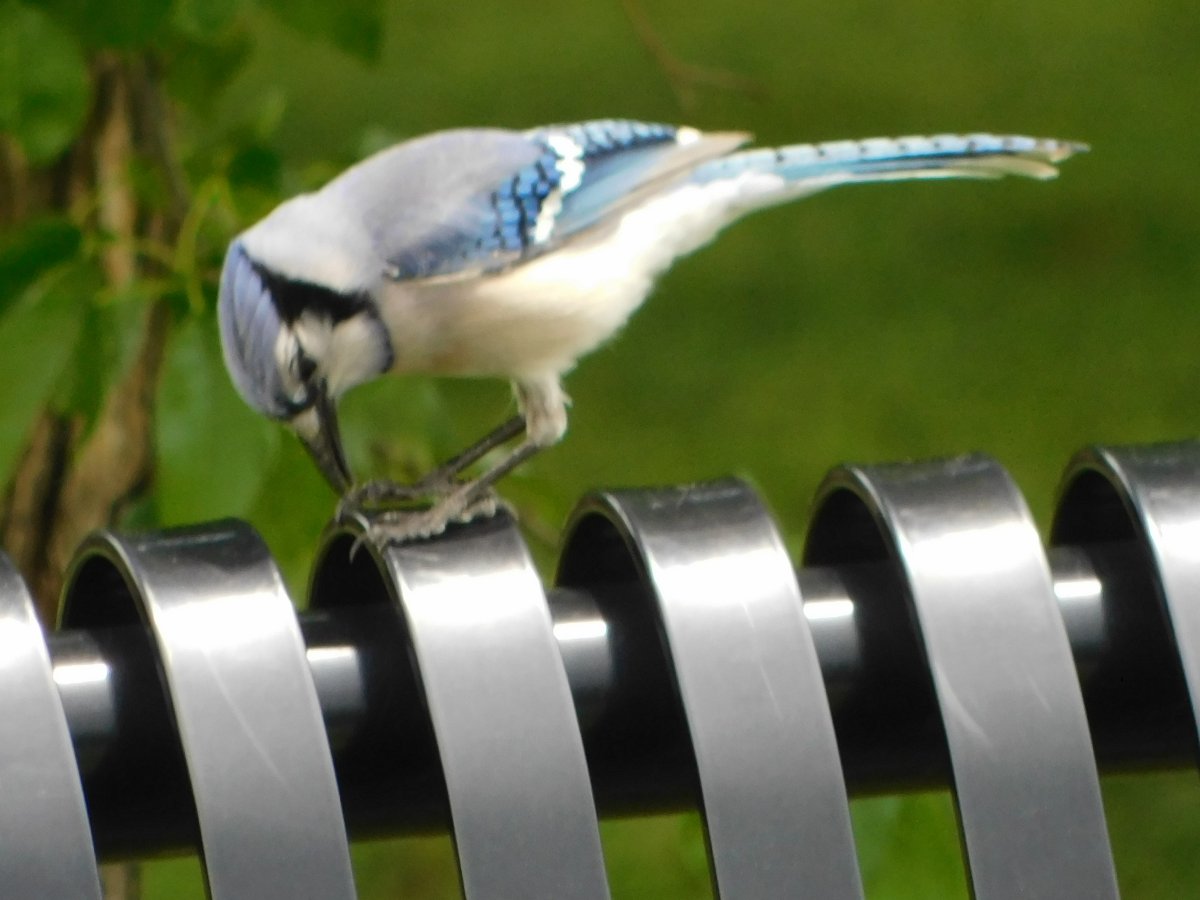 Blue Jay