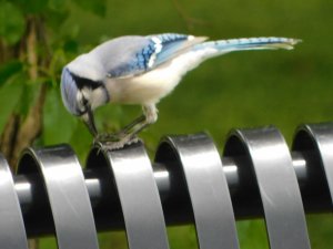 Blue Jay