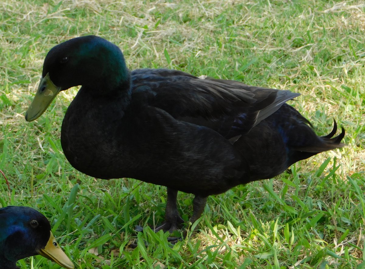 Cayuga Duck