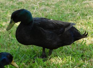 Cayuga Duck