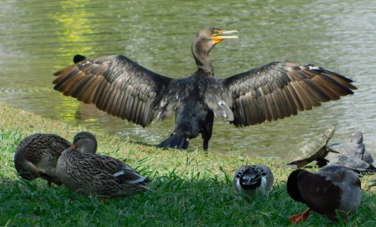 Double Crested Cormorant