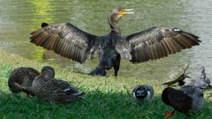 Double Crested Cormorant