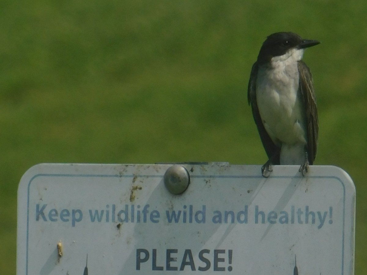 Eastern Kingbird