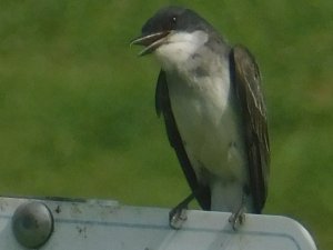 Eastern Kingbird